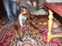 Zuzia w�r�d jamnik�w